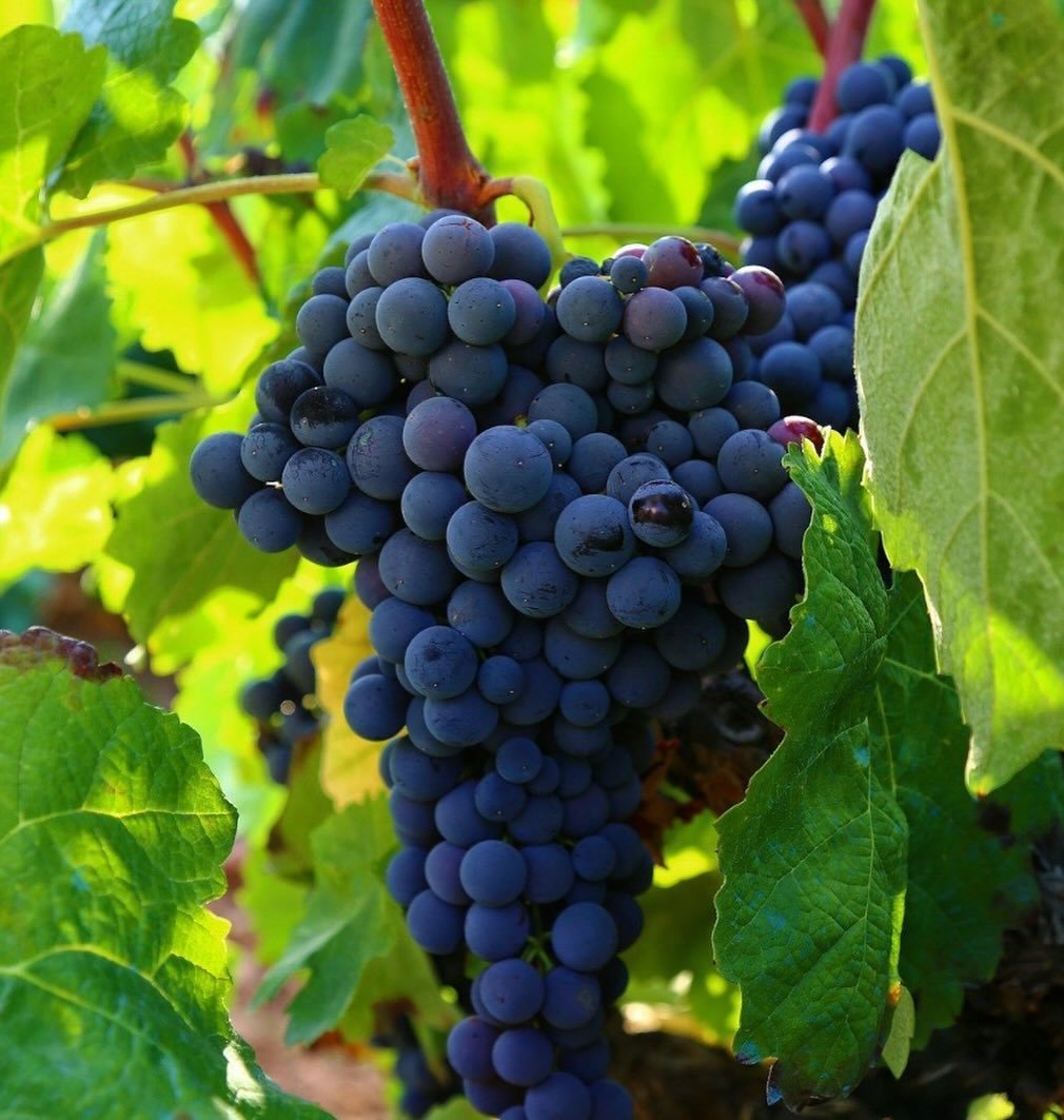 🍇Cabernet Sauvignon is the most planted red wine grape in the world.🍷

It comes from Bordeaux, France and is now grown globally, even in Asia, Africa, and the Middle East. Cabernet Sauvignon was created by crossing a red Cabernet Franc
grape with a