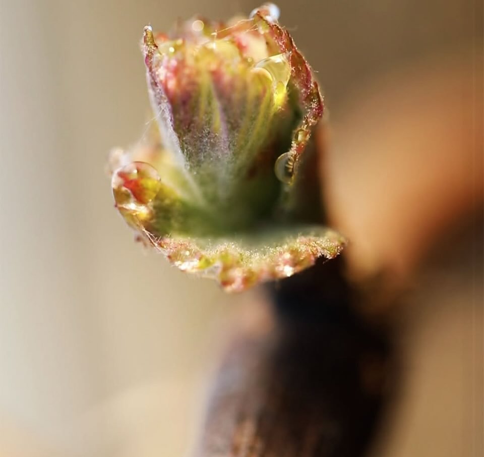 Bud break is happening in California and France!

On Long Island they&rsquo;re hoping it holds off a little longer till the temps are consistently warmer.

It&rsquo;s the start of the 2025 growth cycle&hellip;
Another opportunity to craft something d
