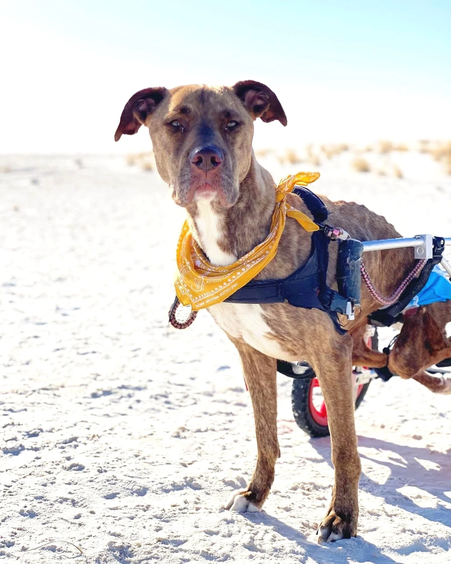 Paralyzed mastiff in wheelchair at White Sands National Monument