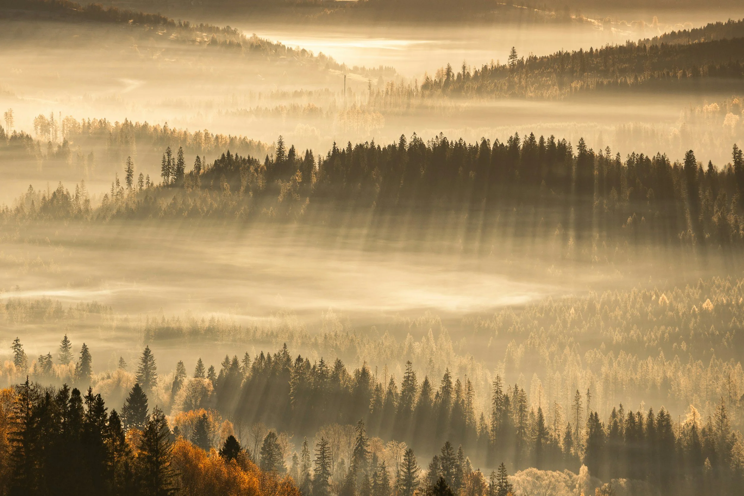 A scenic view of a forested mountain landscape with layers of trees and rolling hills, illuminated by sunlight filtering through misty air.