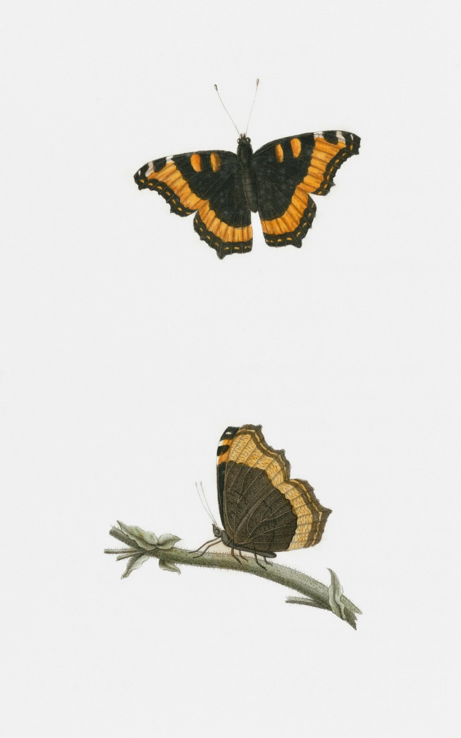 Two butterflies with orange and black wings, one flying and one perched on a branch.