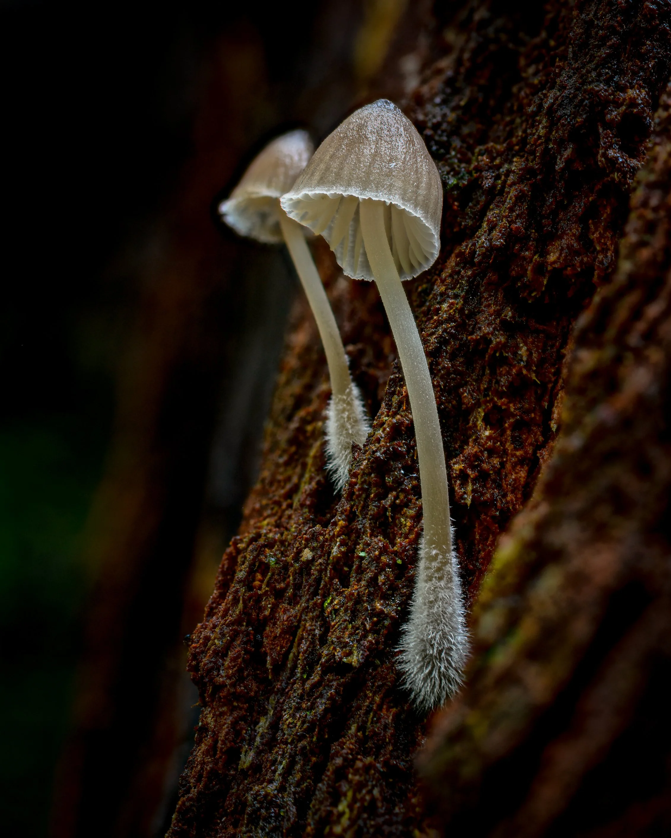 Shroomio5-1.jpg