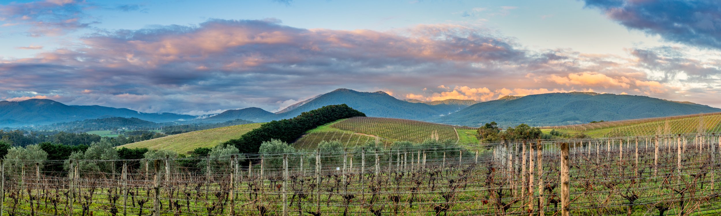 Vinyard View.jpg