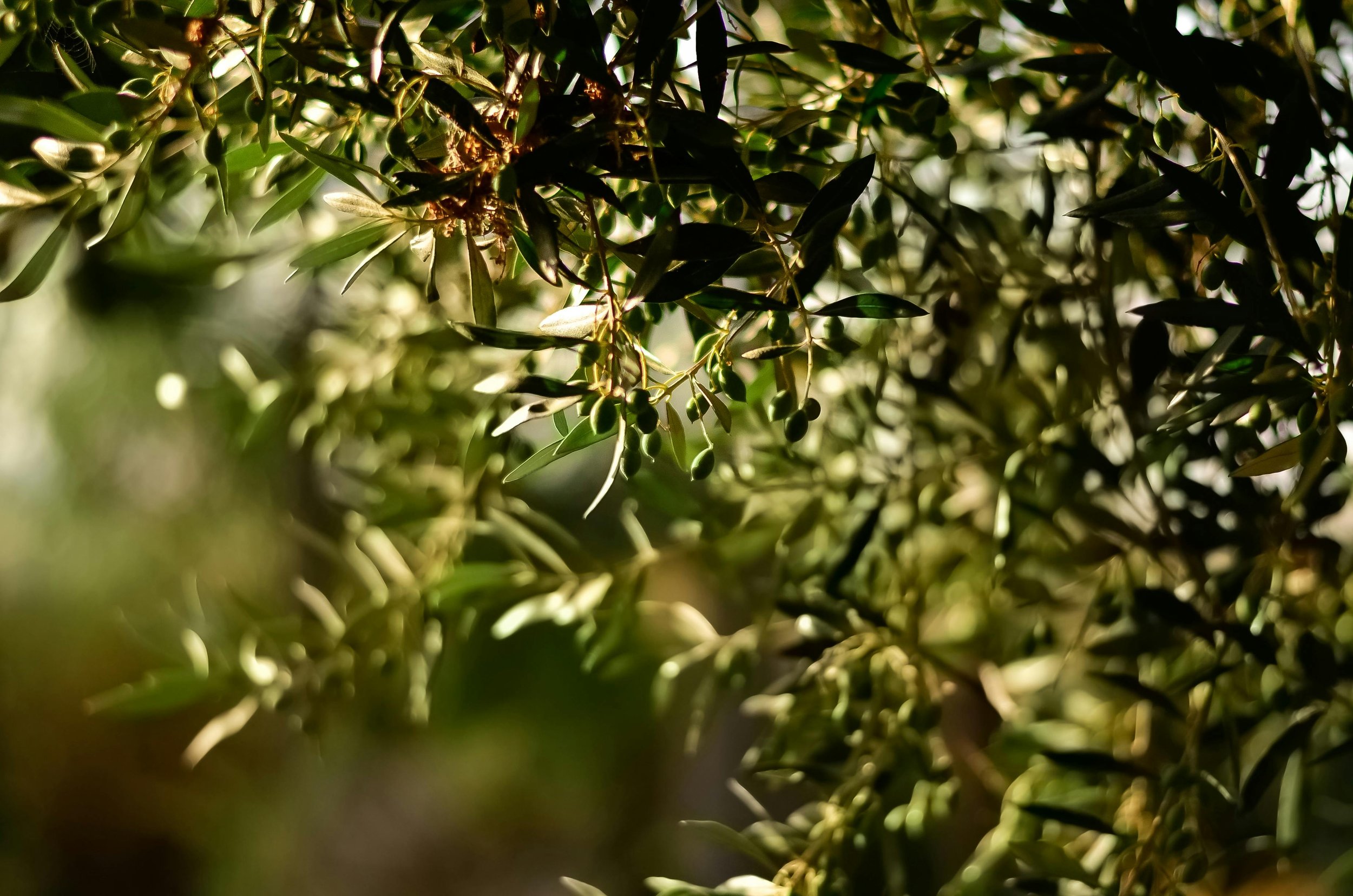 The garden oil