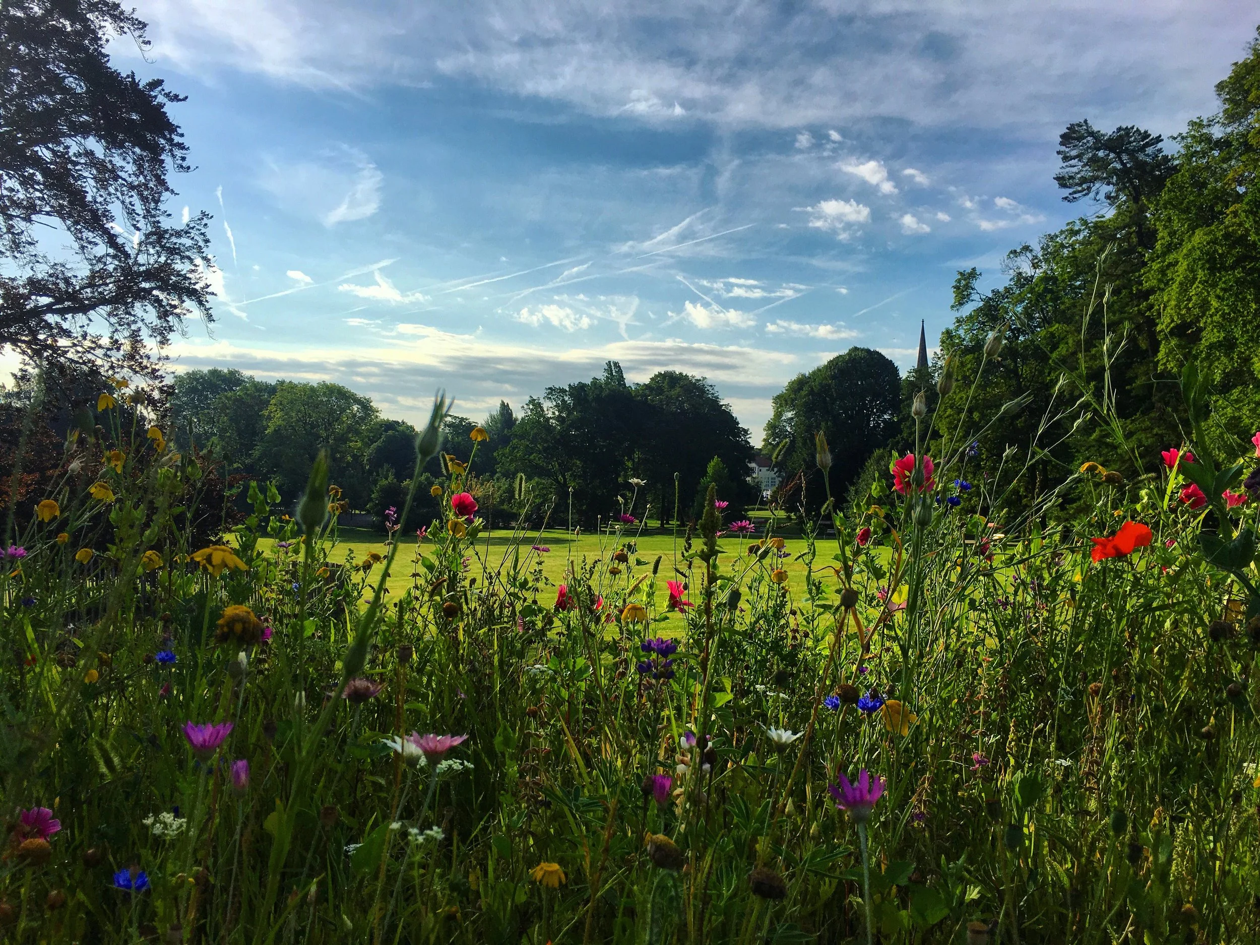 The Morning Walk — A Meditation in Presence ☀️🌿