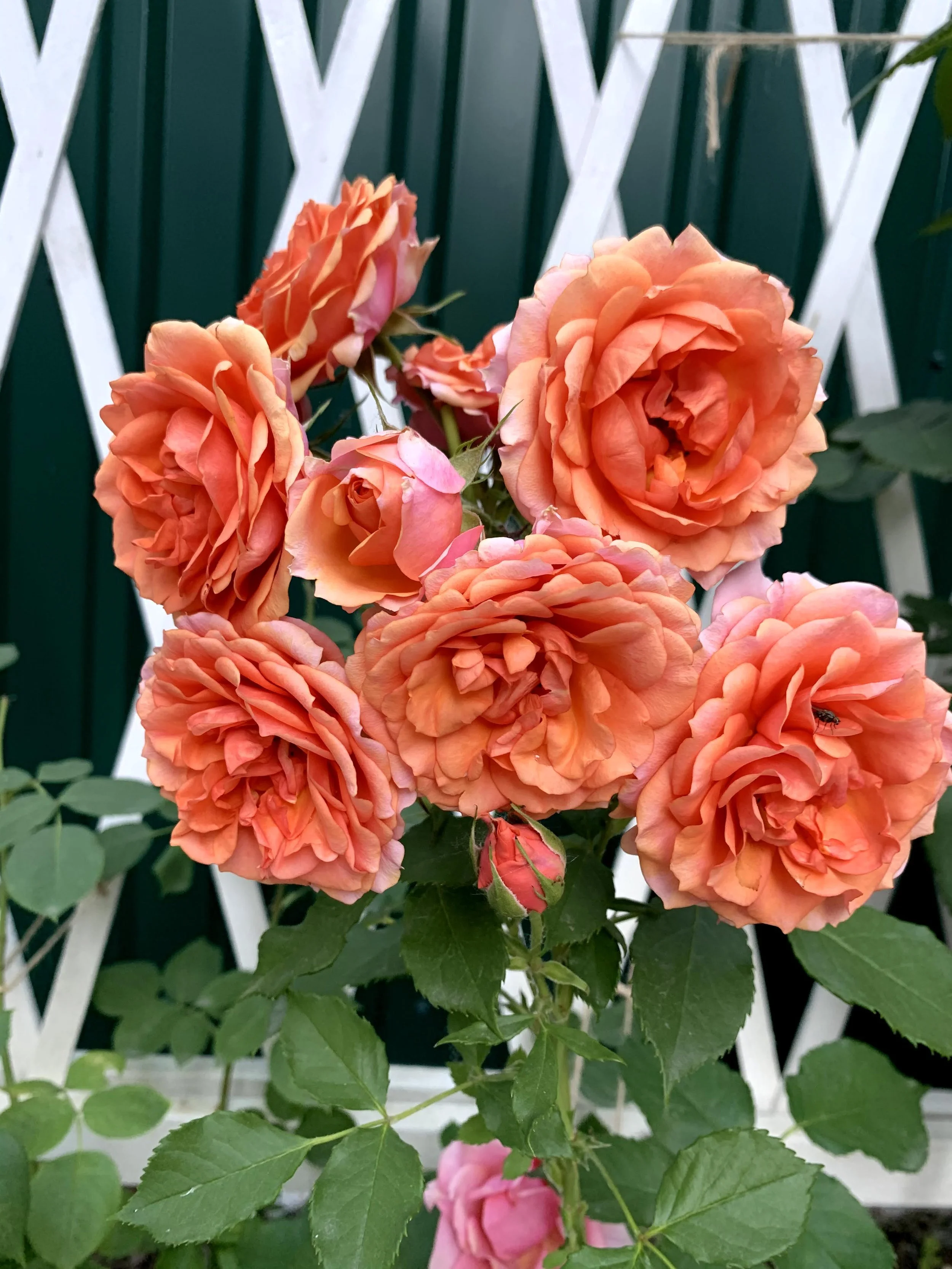IMG_8179.jpg