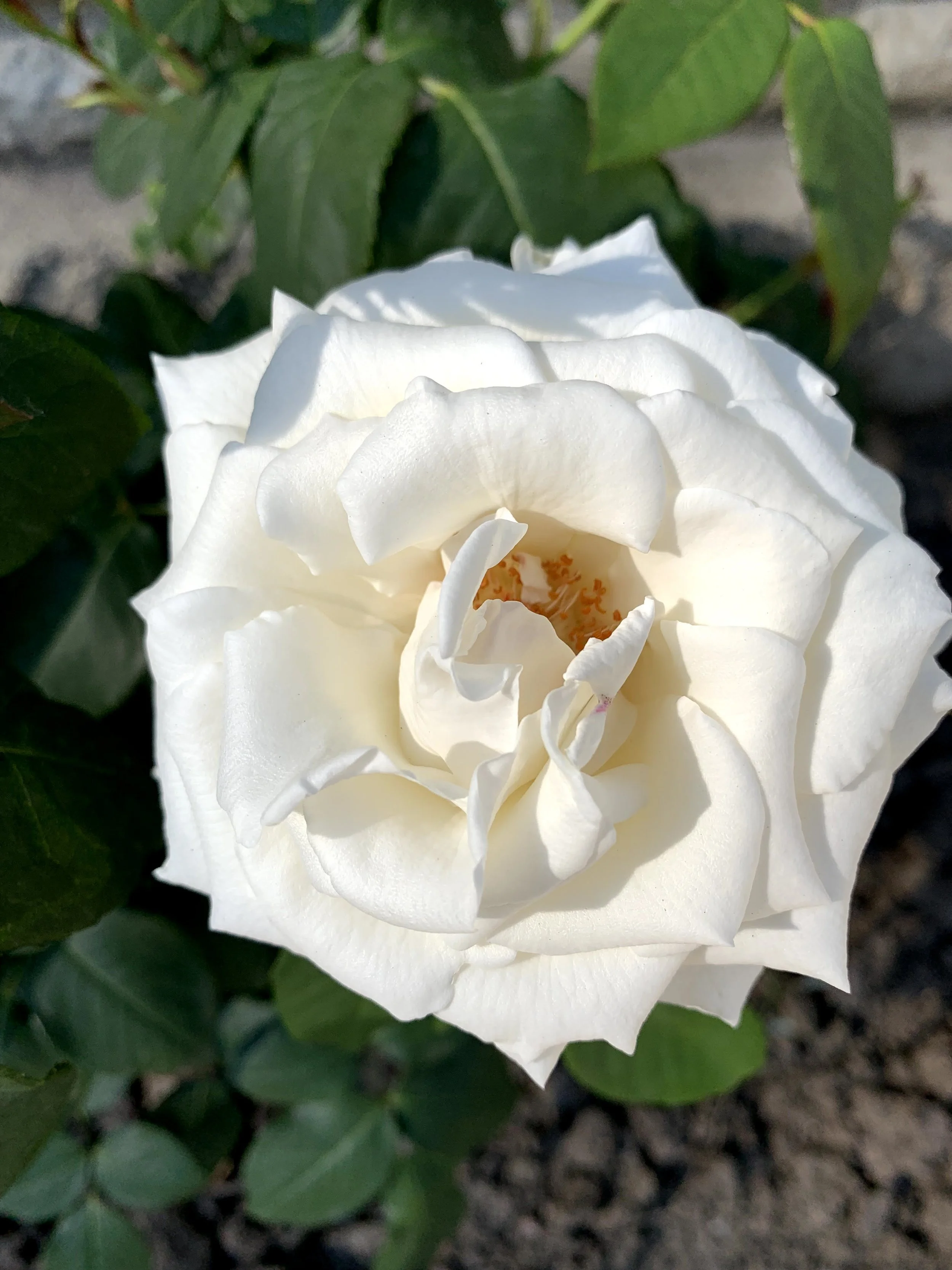 IMG_8184.jpg