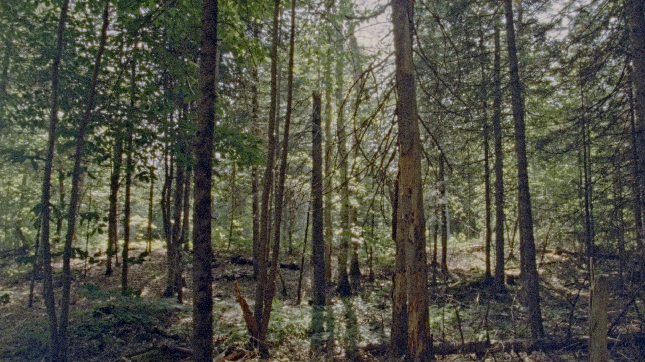 BABY_TREE_1.11.1.jpg