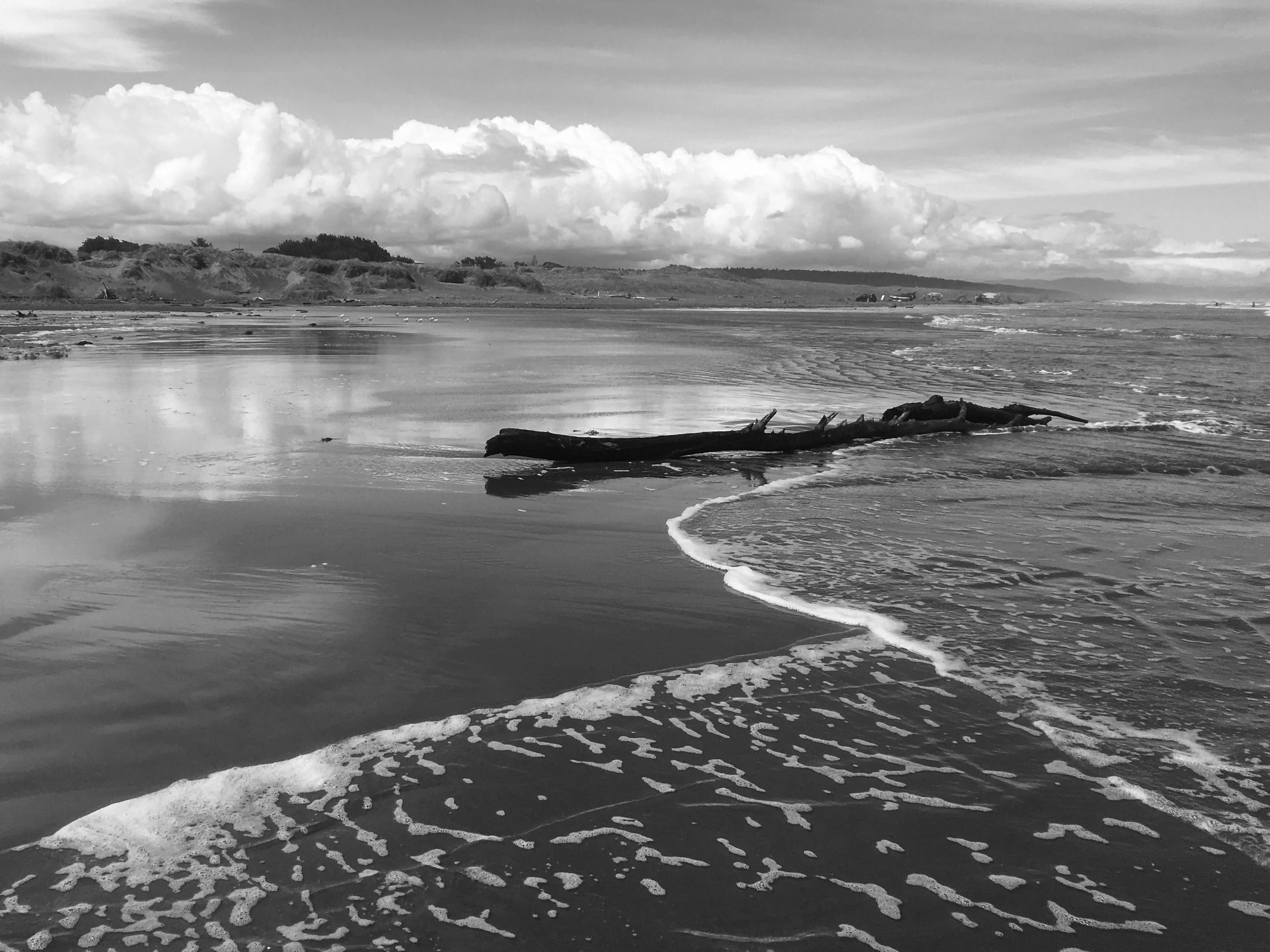 New Arrival Waitarere.jpg