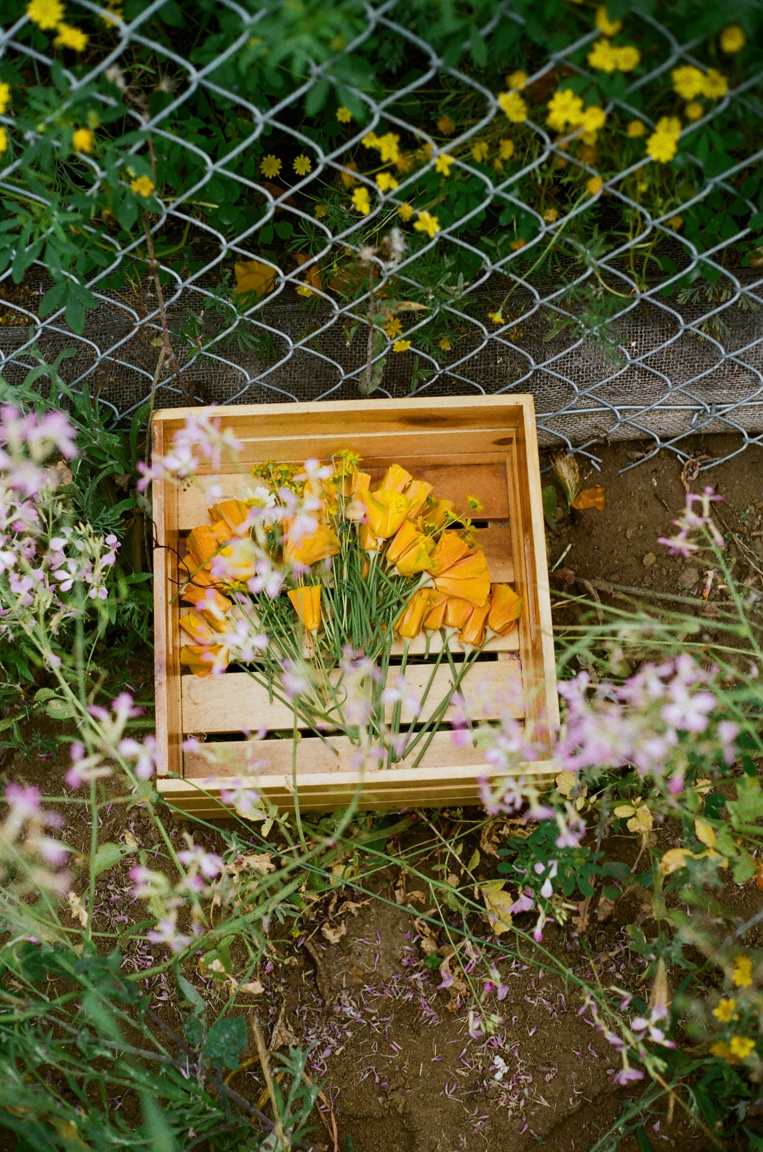 Volunteer Day - Sun Nov 23rd