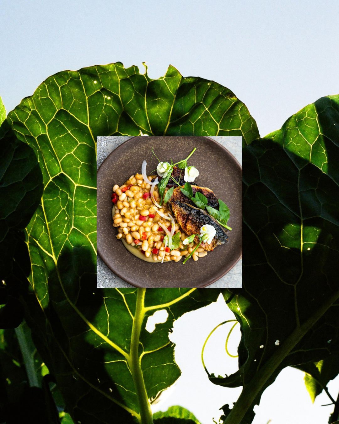 Welcome Home, Mesa Agricola  Spring Equinox Culinary Experience - Sat 3/21