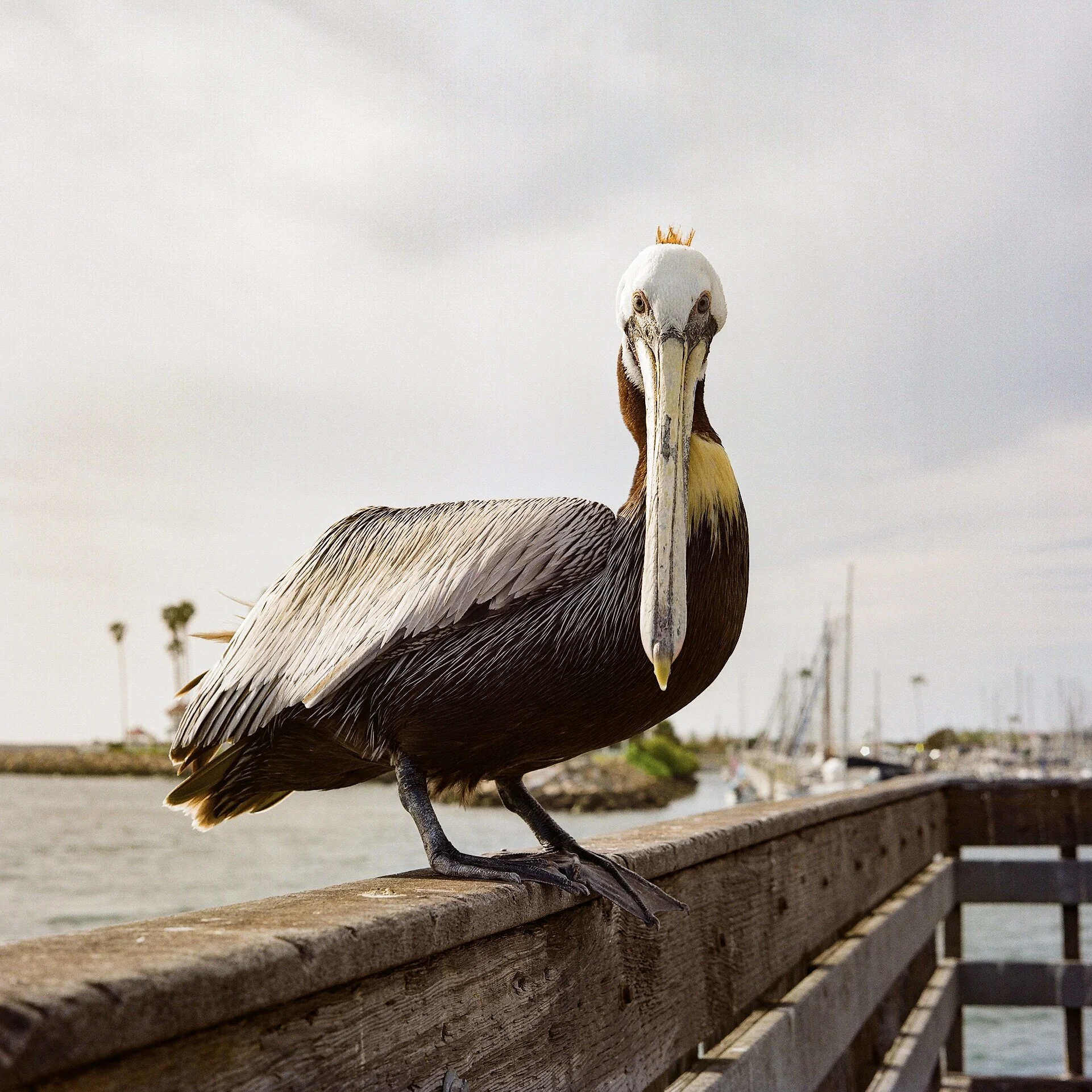 Paige Hawk - Harbor Royalty