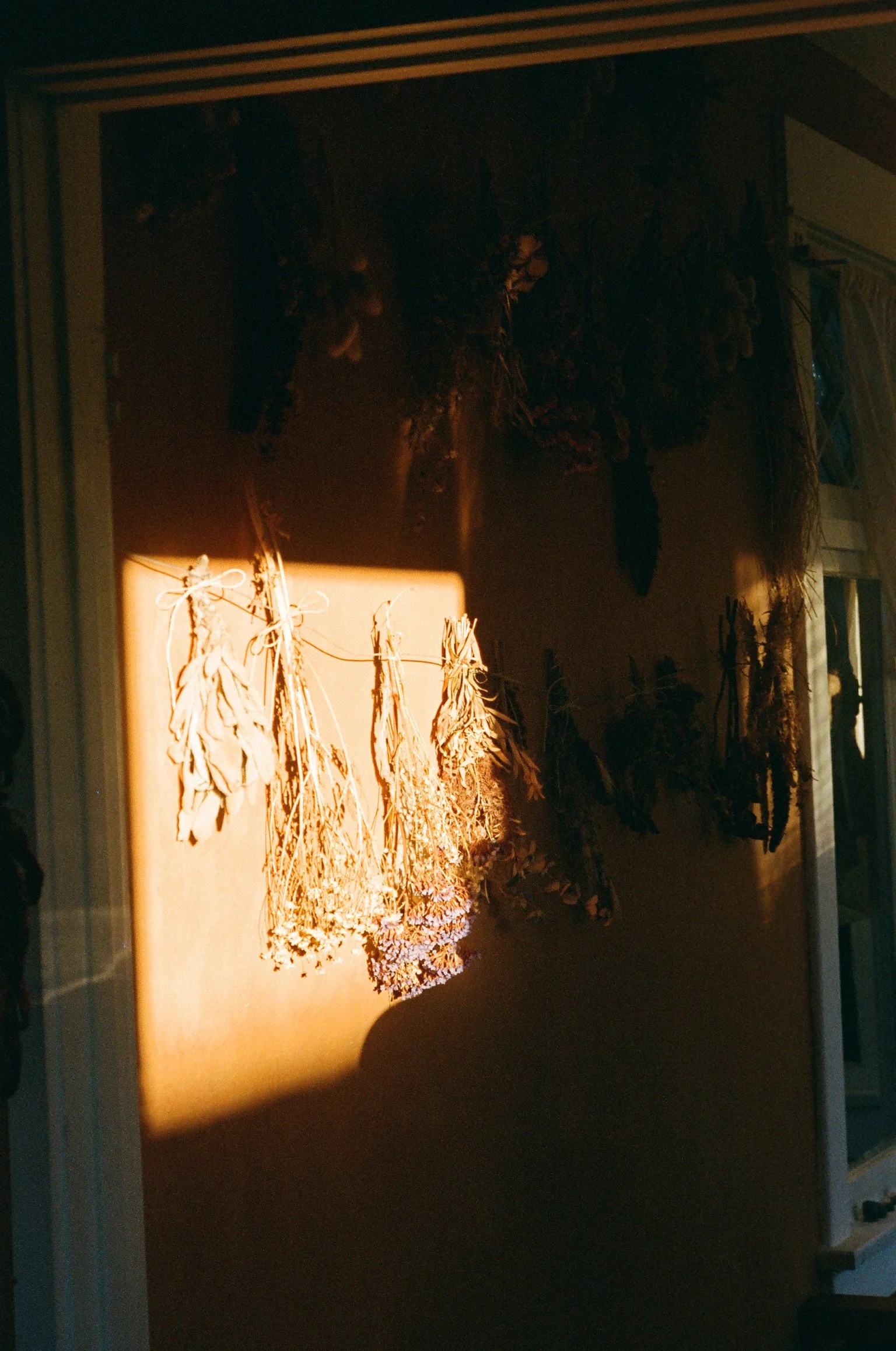 Botanical Formulations: An Introduction to Herbalism - Wed, 5/27