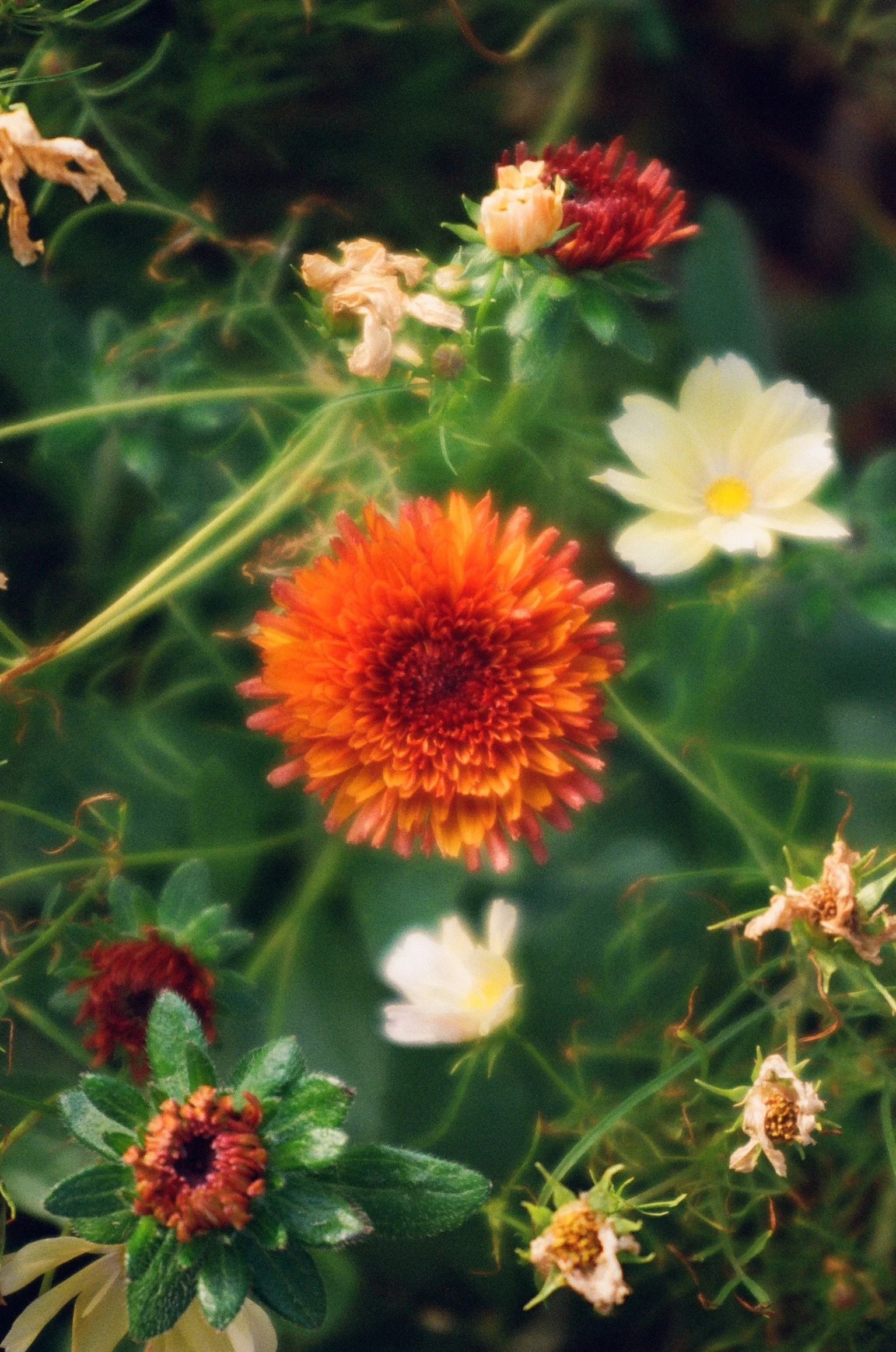 Community Garden Day - Wed, 9/2