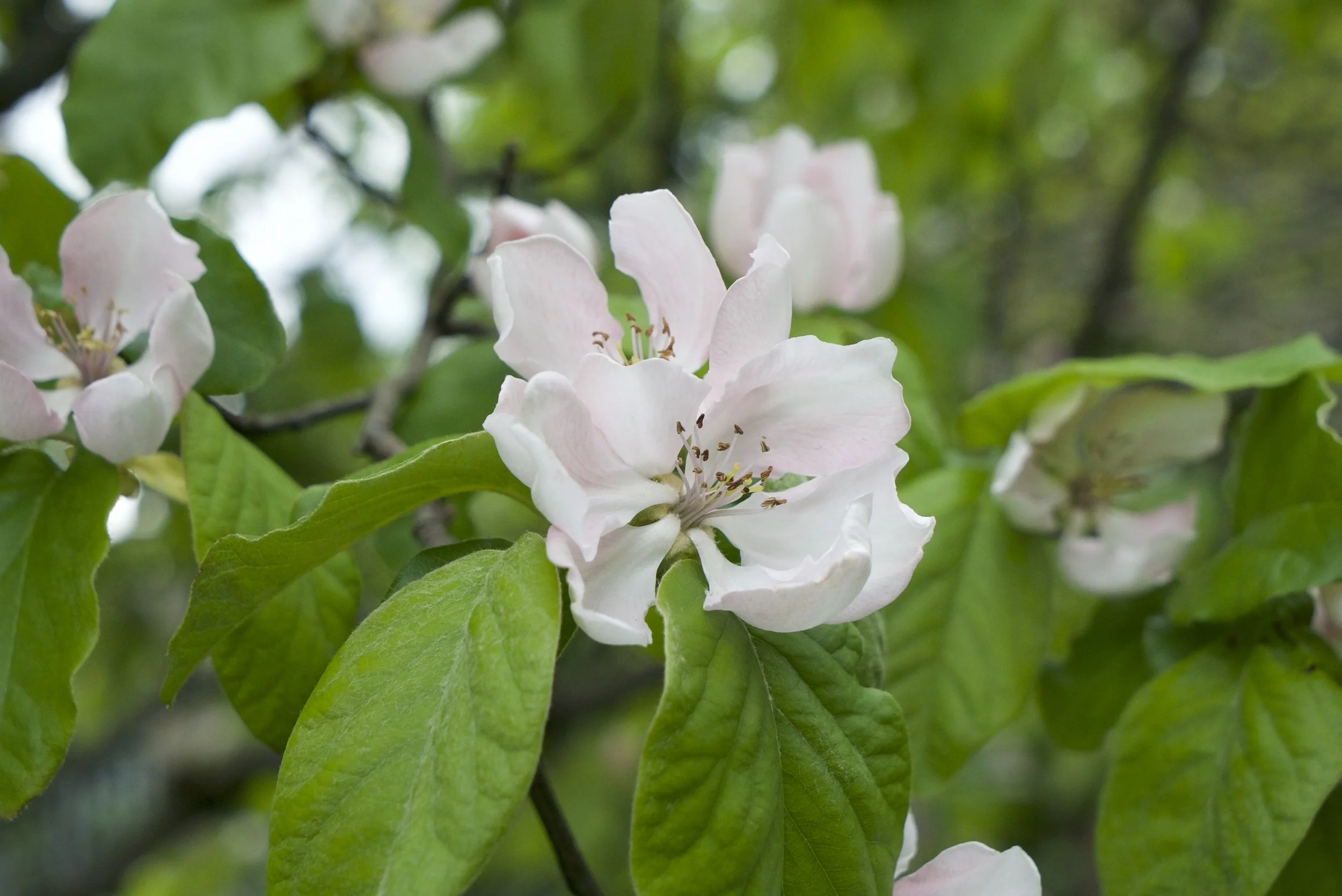 Apple Day