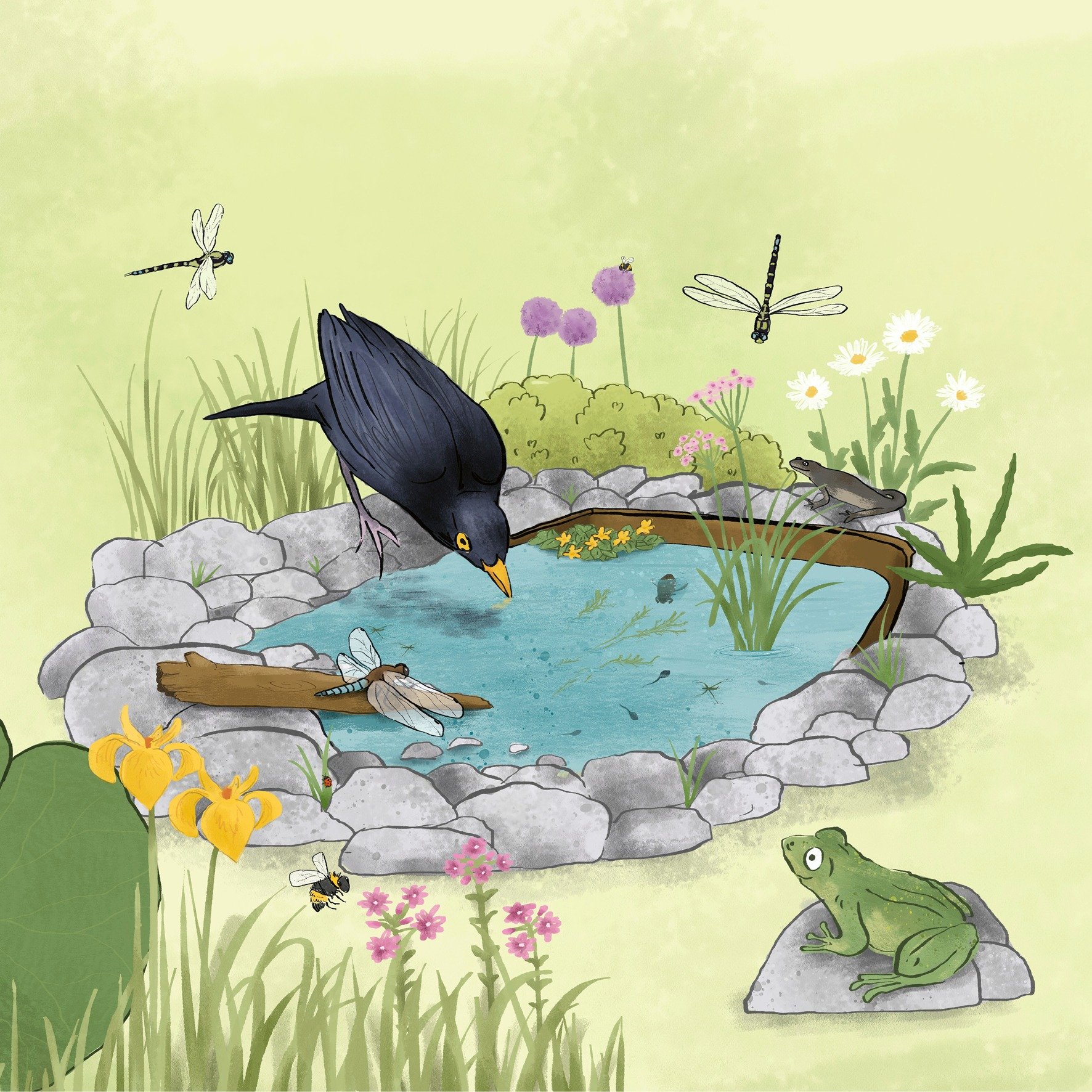 I loved this illustration project! For the latest edition of the @rspca_official kids magazine, I did the artwork for a spread about creating your own mini pond in your garden and all the wildlife it may attract. Such a great thing to do, even in a t