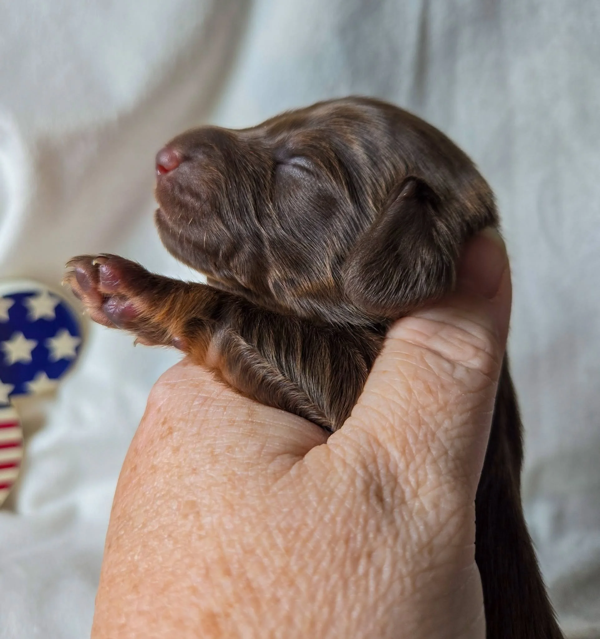 Mingee's Stars Stripes & Secrets ML ,"Peggy"- female