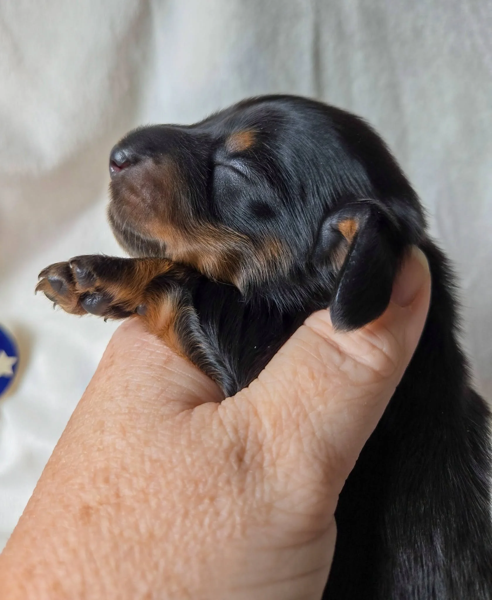 Mingee's Let Freedom Ring ML, "Indy"-Female