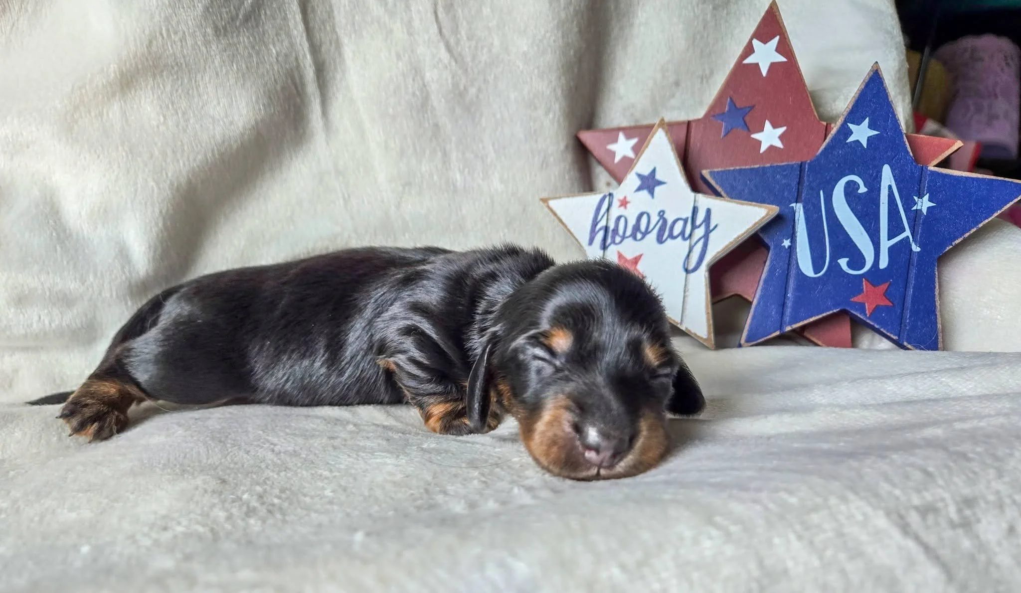 Mingee's Let Freedom Ring ML, "Indy"- Female
