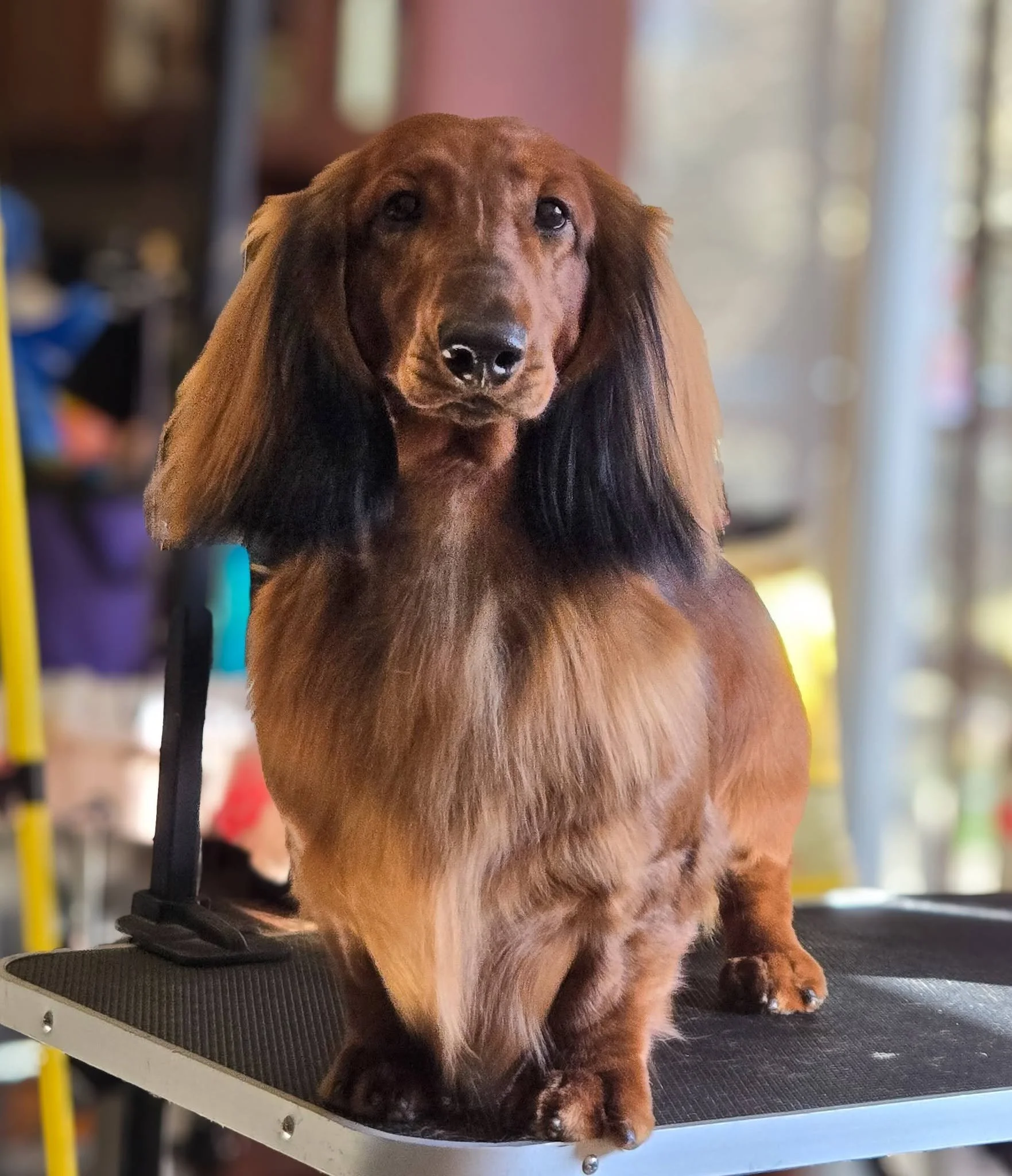 GCH CH Stardust Change the World SL, CGC