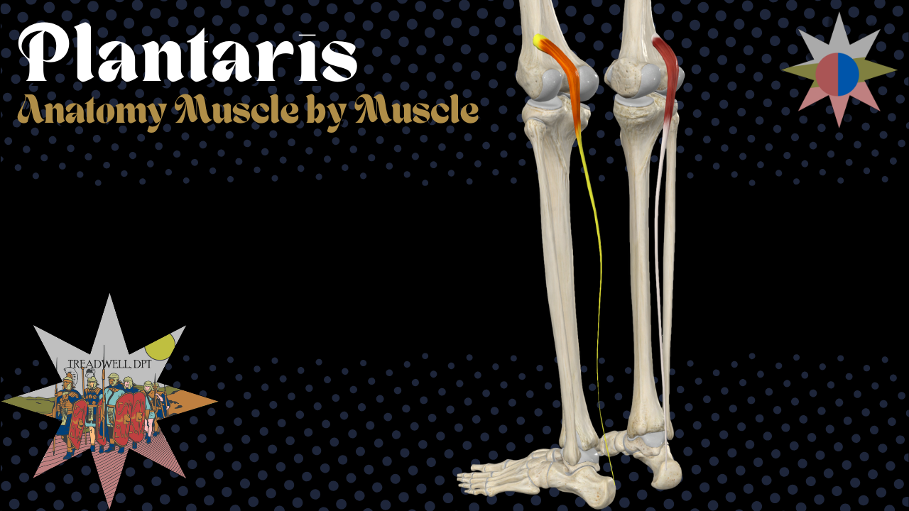 Plantaris anatomy video thumbnail covering origin, insertion, action, innervation and clinical insights from Doctor of Physical Therapy Austin Treadwell, DPT