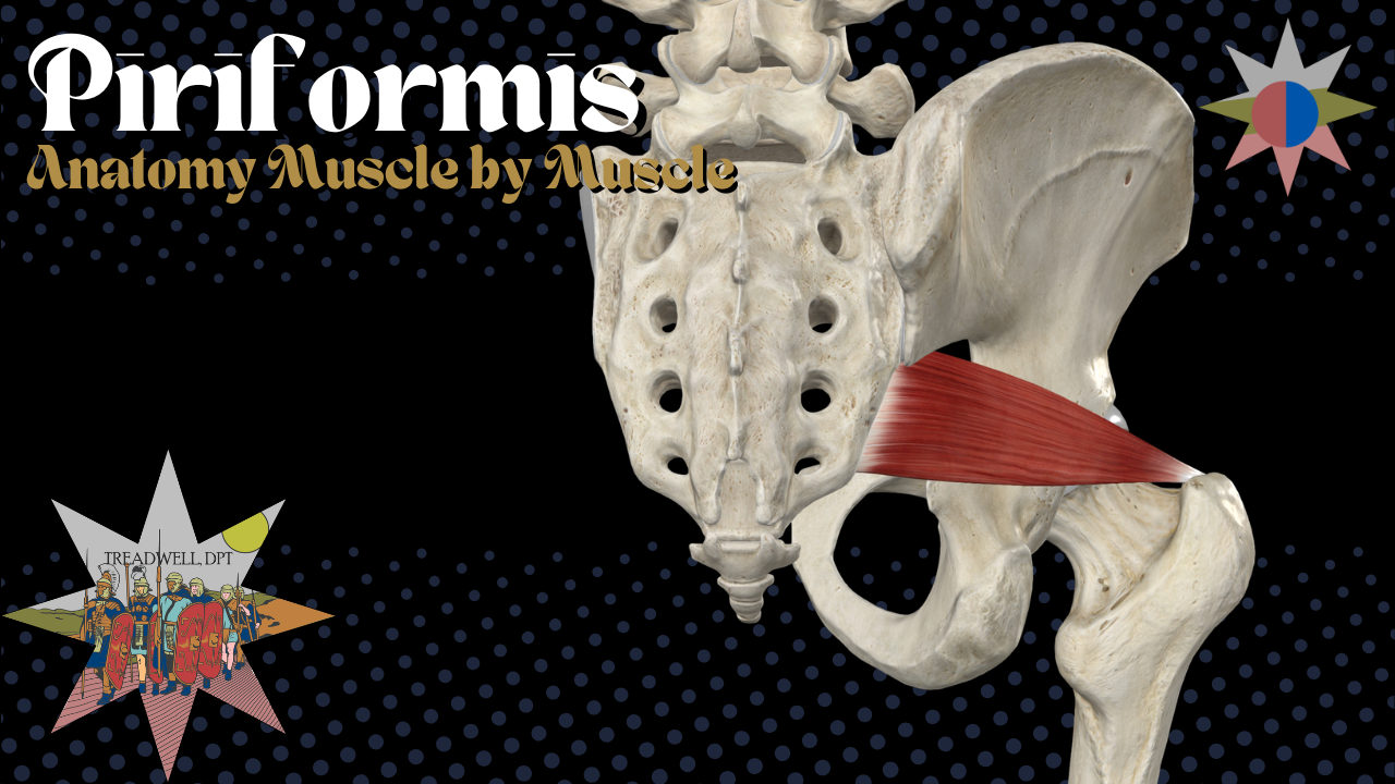 Piriformis muscle anatomy and sciatic nerve breakdown by Treadwell DPT