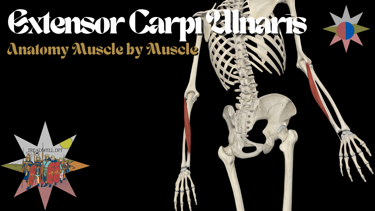 Extensor Carpi Ulnaris Anatomy: Function & Ulnar Wrist Pain | Treadwell ...