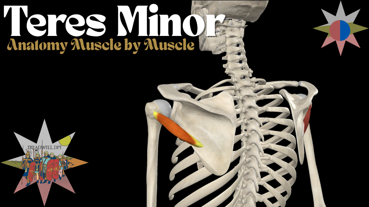 Teres Minor Muscle – Anatomy Breakdown Video & Clinical Guide