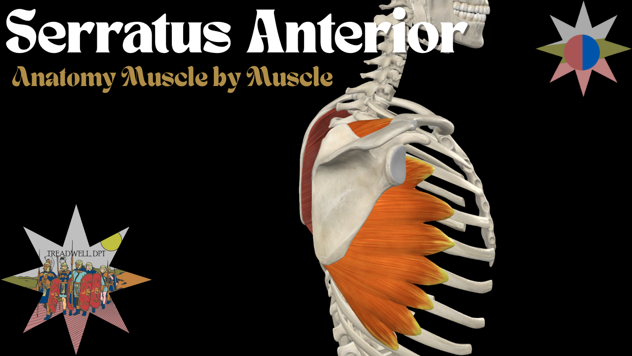 Serratus Anterior Muscle – Anatomy Breakdown & Clinical Relevance