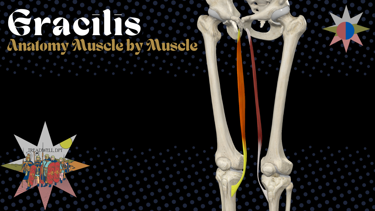 Gracilis Muscle Anatomy: Origin, Insertion, Function + Clinical Relevance (Video)