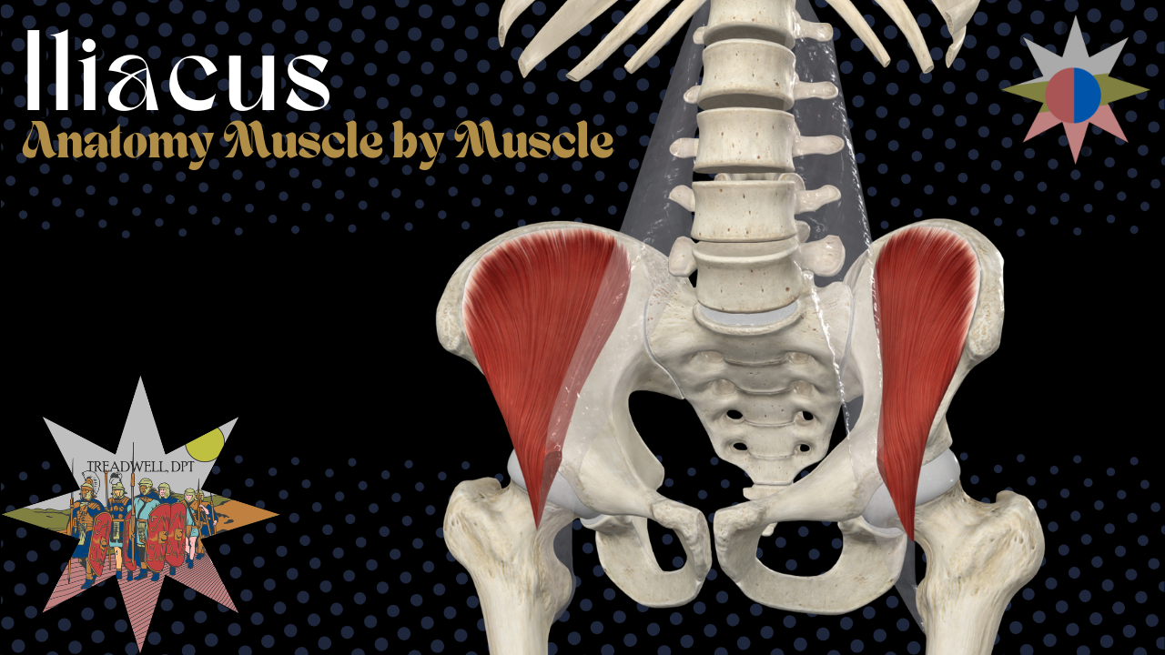 Iliacus Muscle Anatomy: Origin, Insertion, Function + Clinical Relevance (Video)