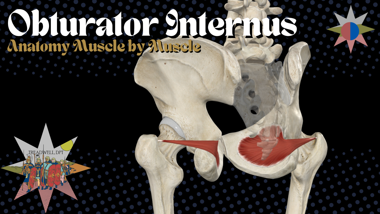 Obturator Internus Anatomy: Origin, Insertion, Function &amp; Clinical Relevance