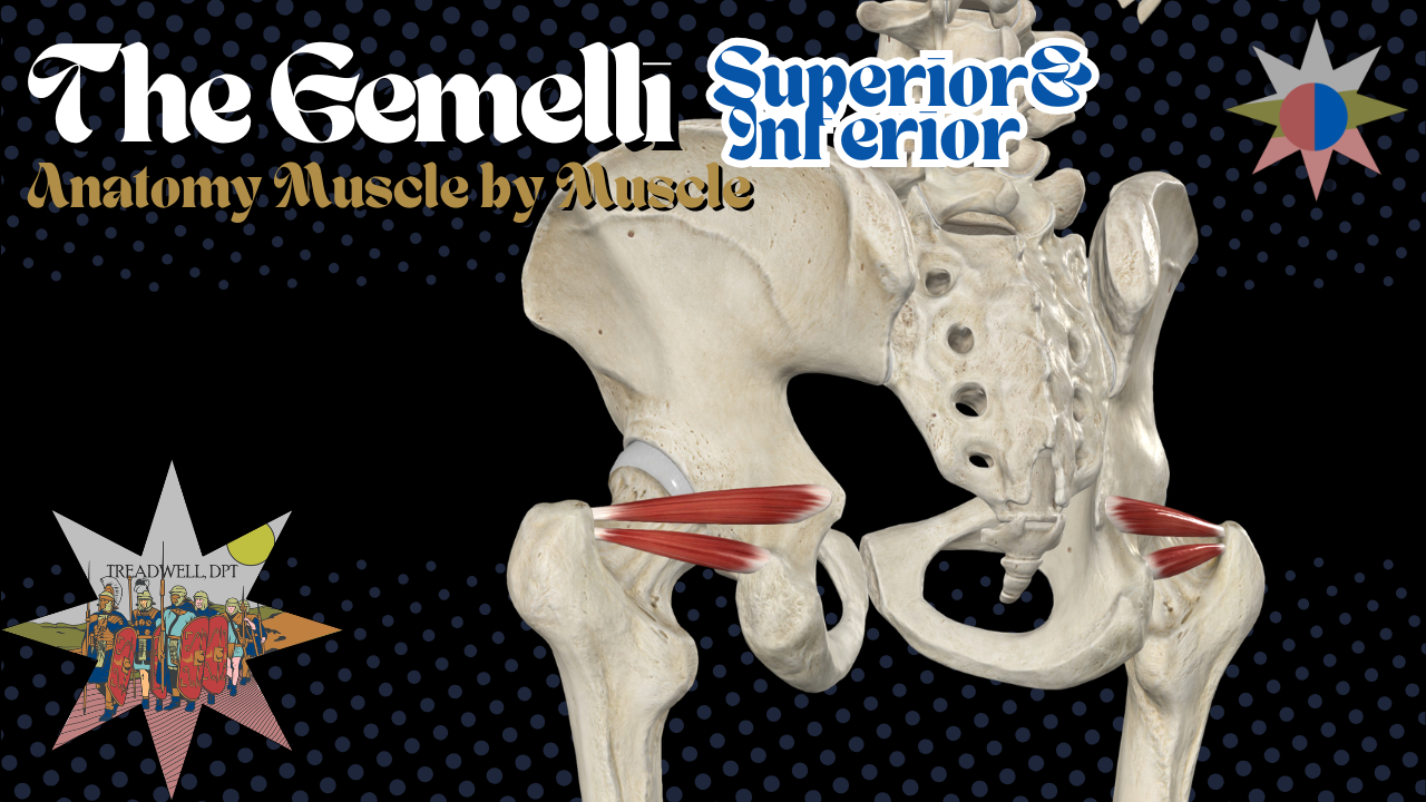 Gemelli Anatomy: Superior Gemellus, Inferior Gemellus &amp; Clinical Relevance