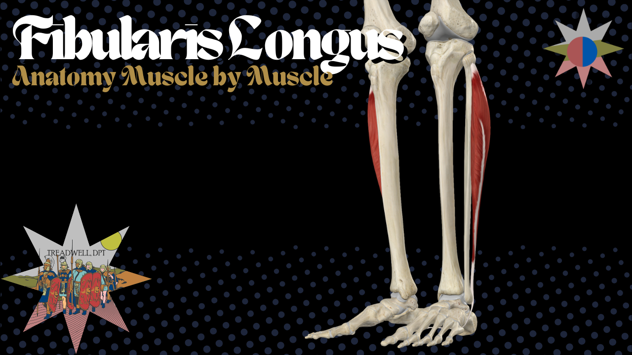 Fibularis Longus Anatomy: Origin, Insertion, Function &amp; Clinical Relevance