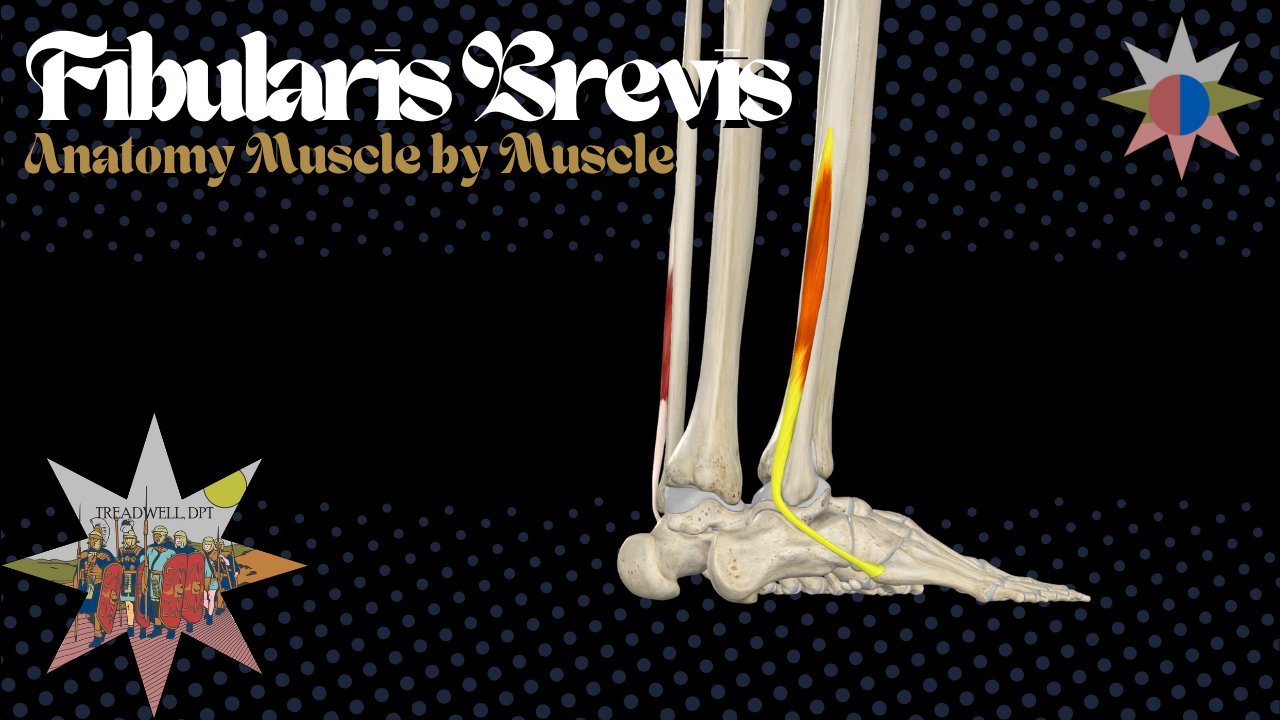 Fibularis brevis anatomy, ankle eversion, and tendon injury explained by Treadwell DPT