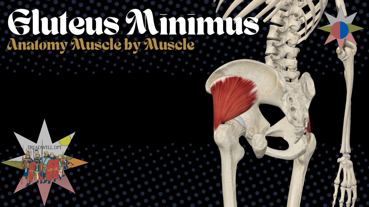 Thumbnail for a Gluteus Minimus anatomy review video by Austin Treadwell, DPT, covering origin, insertion, action, innervation, and clinical insights