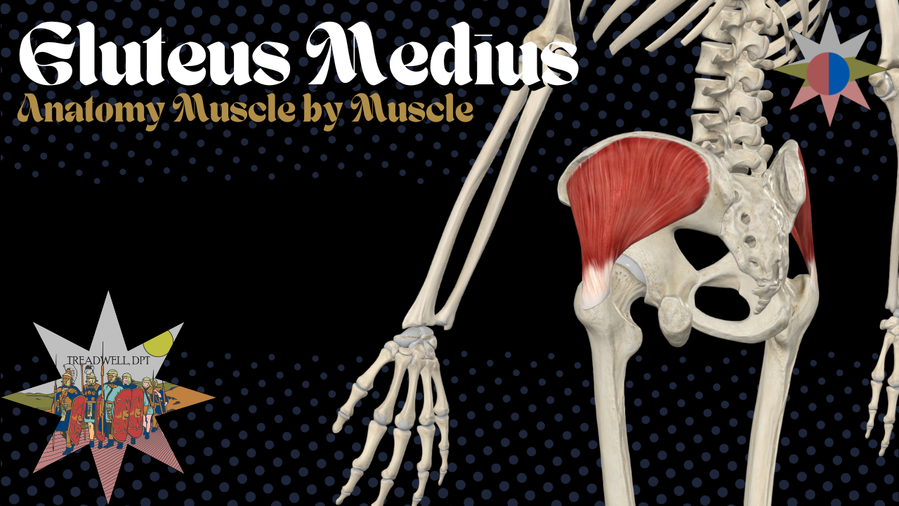 Thumbnail for a Gluteus Medius anatomy review video by Austin Treadwell, Minneapolis, MN based Physical Therapist, covering the muscle's origin, insertion, action, and innervation