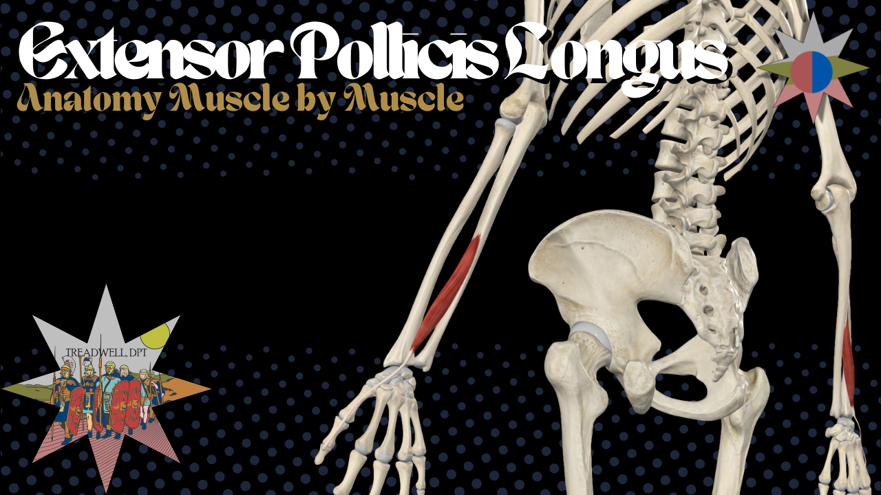 Extensor Pollicis Longus anatomy video thumbnail by Austin Treadwell, DPT