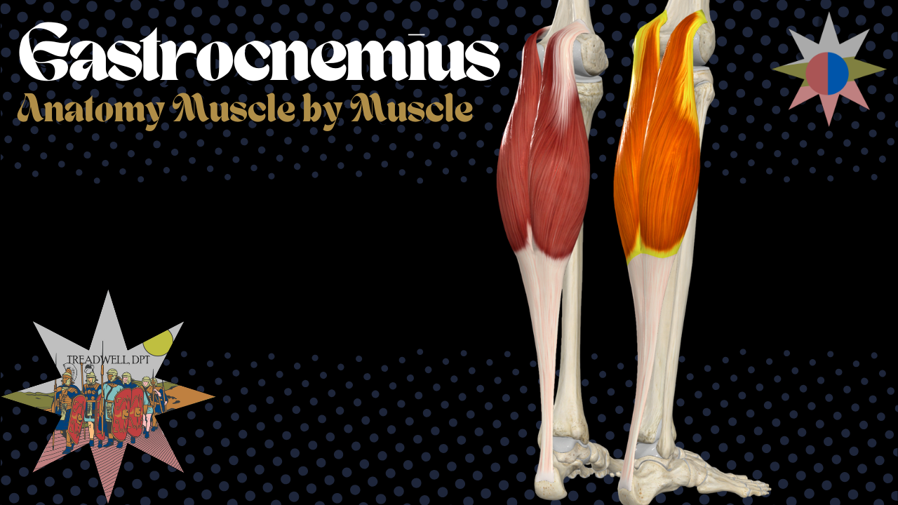 Gastrocnemius anatomy video thumbnail covering origin, insertion, action, innervation and clinical insights from Doctor of Physical Therapy Austin Treadwell, DPT
