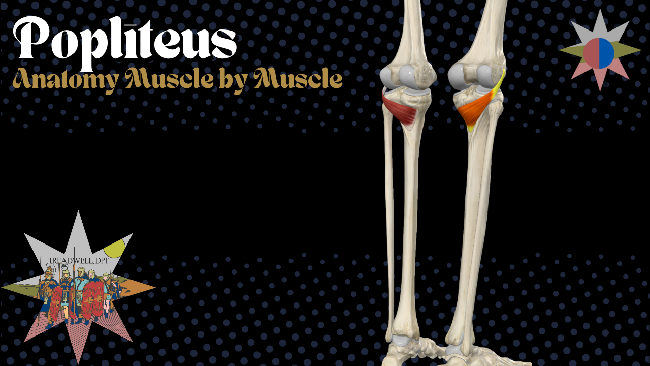 Youtube Video Thumbnail for a video lecture about Popliteus by Austin Treadwell, DPT