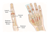 Extensor Digitorium Compartment Extensor Digitorum | Anatomy, Function & Grip Coordination | Treadwell ...