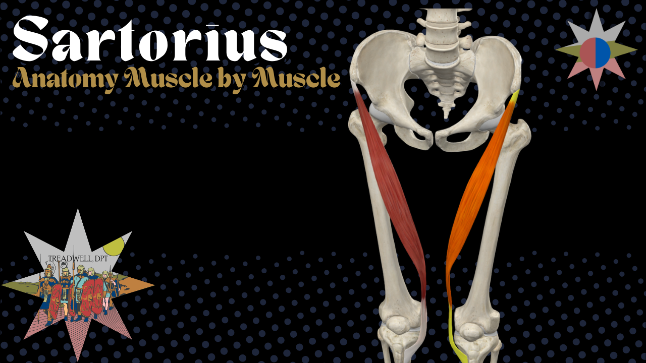 A YouTube Thumbnail for a Sartorius anatomy video by Dr. Austin Treadwell, DPT covering origin, insertion, action, innervation, and function