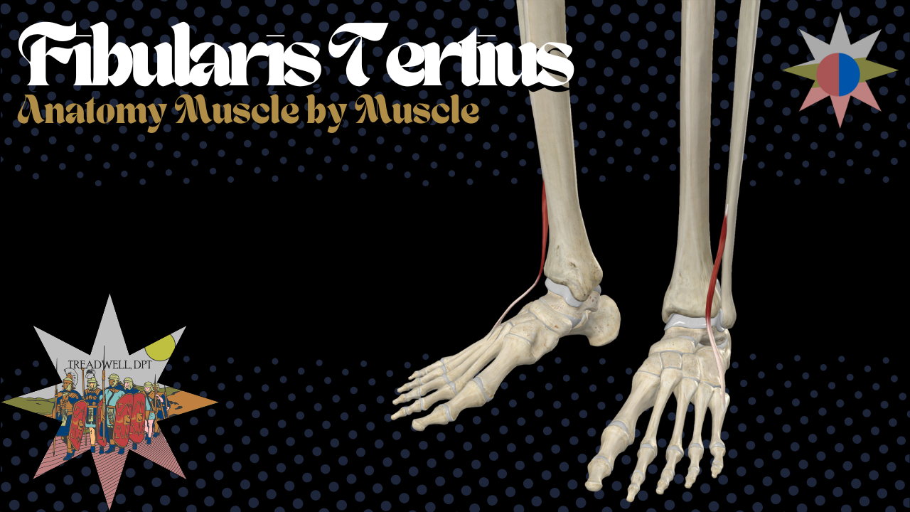 Fibularis tertius anatomy, dorsiflexion, eversion, and anatomical variation explained by Treadwell DPT
