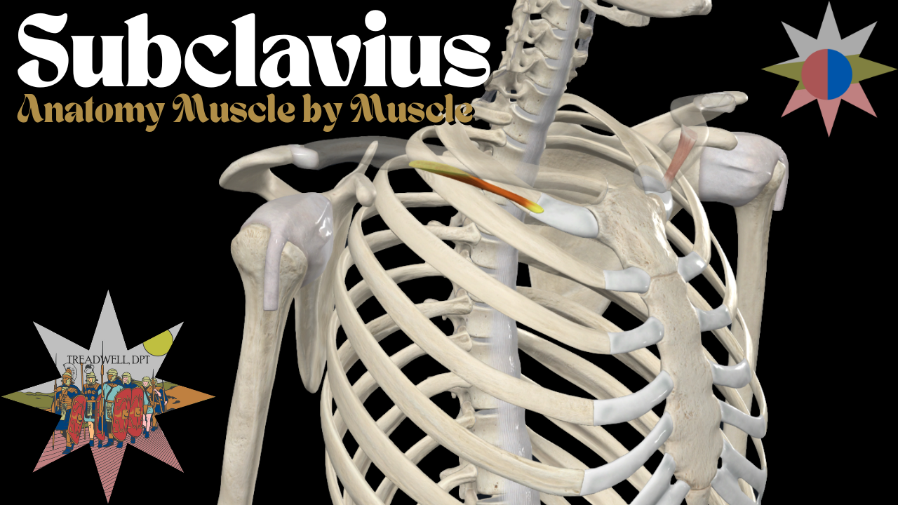 Subclavius Anatomy Video Thumbnail Treadwell DPT Physical Therapist