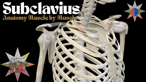 Subclavius Muscle – Anatomy Breakdown (Origin, Insertion, Function ...