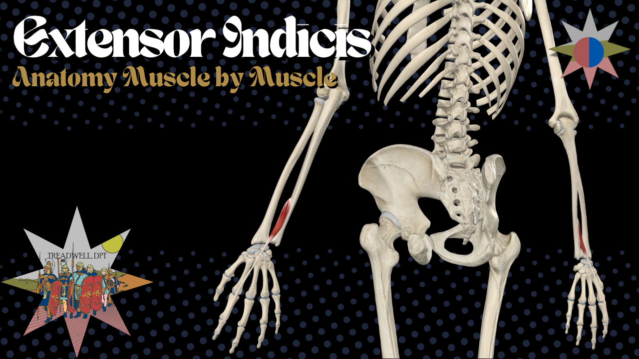 Thumbnail for an Extensor Indicis anatomy video by Austin Treadwell, DPT