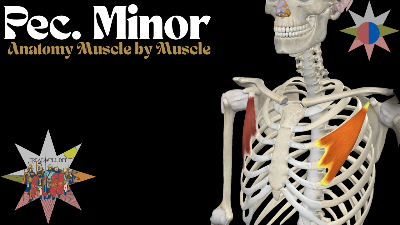 Pectoralis Minor Muscle – Anatomy Breakdown (Origin, Insertion ...