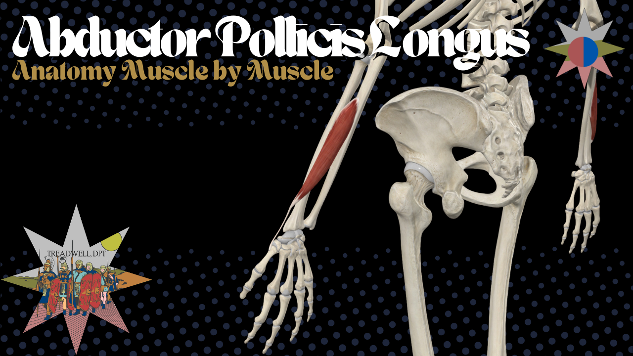 The thumbnail for an Abductor Pollicis Longus anatomy review video by Auston Treadwell, DPT covering origin, insertion, and action