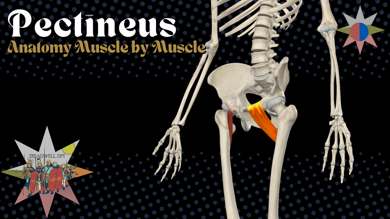 A YouTube Thumbnail for a Pectineus anatomy video by Dr. Austin Treadwell, DPT covering origin, insertion, action, innervation, and function