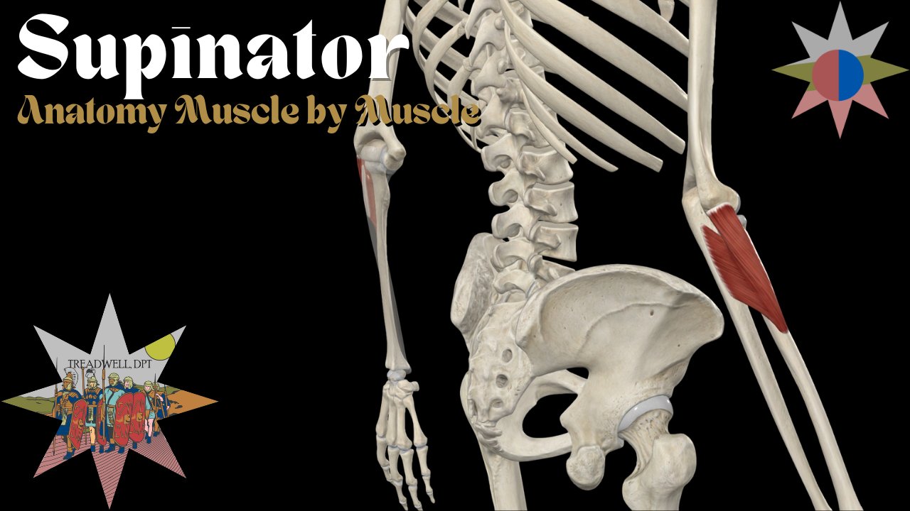 Thumbnail for the Supinator anatomy video by Austin Treadwell, DPT covering origin, insertion, action, and innervation